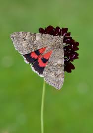 Attēlu rezultāti vaicājumam “Catocala nupta”