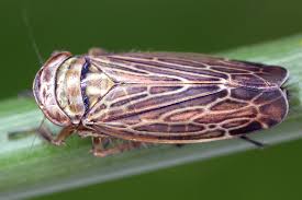 Attēlu rezultāti vaicājumam “Paramesus obtusifrons”