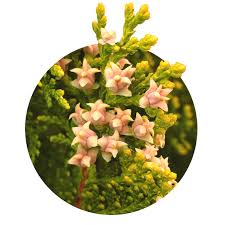 Attēlu rezultāti vaicājumam “Thuja occidentalis flower”