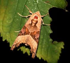 Attēlu rezultāti vaicājumam “Phlogophora meticulosa”