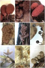 Attēlu rezultāti vaicājumam “Arcyria, Heterotrichia sp.”