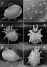 Attēlu rezultāti vaicājumam “Poecilochirus sp.”