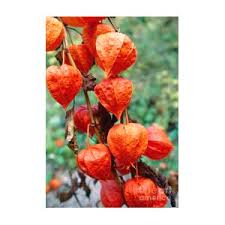 Attēlu rezultāti vaicājumam “Physalis alkekengi fruit”