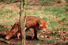 Attēlu rezultāti vaicājumam “Vulpes vulpes  adult”