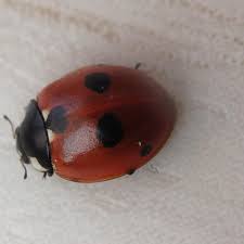 Attēlu rezultāti vaicājumam “Coccinella quinquepunctata”