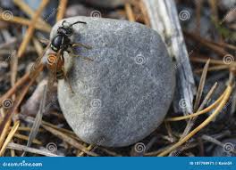 Attēlu rezultāti vaicājumam “Vespula rufa”