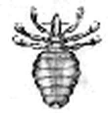 Attēlu rezultāti vaicājumam “Phthiraptera”