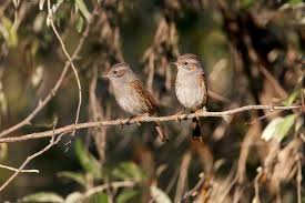 Attēlu rezultāti vaicājumam “Prunella modularis adult”