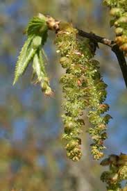 Attēlu rezultāti vaicājumam “Carpinus caroliniana male flower”