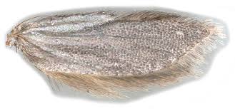 Attēlu rezultāti vaicājumam “Acrolepiopsis assectella”