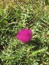 Attēlu rezultāti vaicājumam “Cirsium acaule flower”