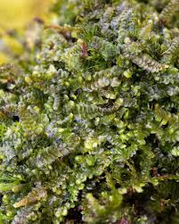 Attēlu rezultāti vaicājumam “Calypogeia muelleriana”