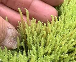 Attēlu rezultāti vaicājumam “Pohlia wahlenbergii var. calcarea”