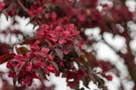 Attēlu rezultāti vaicājumam “Malus purpurea flower”
