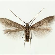 Attēlu rezultāti vaicājumam “Scardia boletella”