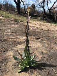 Attēlu rezultāti vaicājumam “Arabis glabra”
