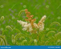 Attēlu rezultāti vaicājumam “Sorbaria sorbifolia fruit”