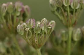 Attēlu rezultāti vaicājumam “Cnidium dubium”