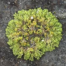 Attēlu rezultāti vaicājumam “Fossombronia foveolata”