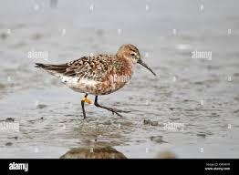 Attēlu rezultāti vaicājumam “Calidris ferruginea adult”