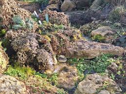 Attēlu rezultāti vaicājumam “Palustriella”