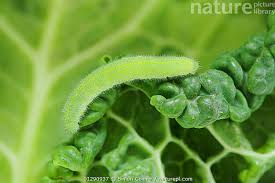 Attēlu rezultāti vaicājumam “Pieris rapae larva”