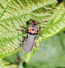 Attēlu rezultāti vaicājumam “Cantharis rustica”