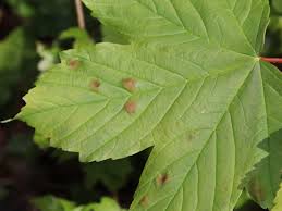 Attēlu rezultāti vaicājumam “Acer pseudoplatanus fo. purpurascens leaf”