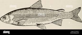 Image result for Coregonus huntsmani