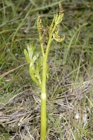 Attēlu rezultāti vaicājumam “Botrychium matricariifolium”