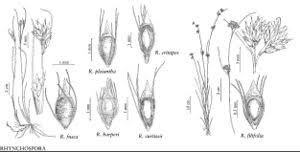 Attēlu rezultāti vaicājumam “Rhynchospora fusca”