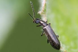 Attēlu rezultāti vaicājumam “Dasytes sp.”