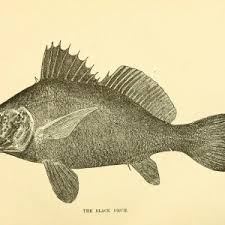 Image result for Pogonias cromis