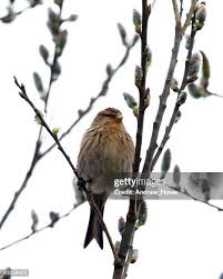 Image result for twite photo