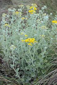 Attēlu rezultāti vaicājumam “Jacobaea paludosa flower”