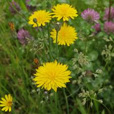 Attēlu rezultāti vaicājumam “Hypochaeris radicata fruit”