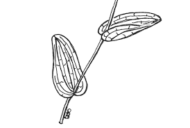 Attēlu rezultāti vaicājumam “Potamogeton perfoliatus flower”