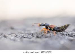 Attēlu rezultāti vaicājumam “Staphylinus erythropterus”