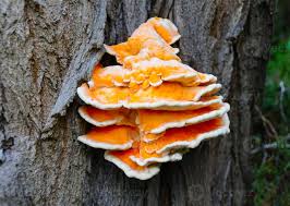 Attēlu rezultāti vaicājumam “Laetiporus sulphureus”
