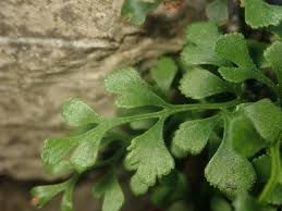 Attēlu rezultāti vaicājumam “Asplenium ruta-muraria”