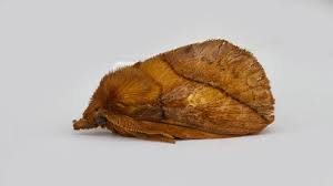 Attēlu rezultāti vaicājumam “Euthrix potatoria imago”