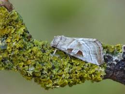 Attēlu rezultāti vaicājumam “Eucarta virgo”