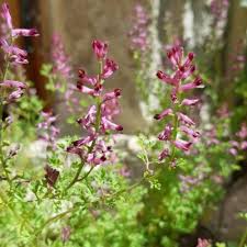 Image result for Fumaria officinalis