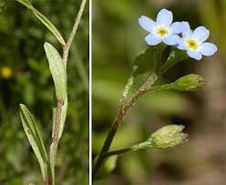 Attēlu rezultāti vaicājumam “Myosotis laxa subsp. baltica leaf”