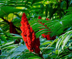 Attēlu rezultāti vaicājumam “Rhus typhina flower”