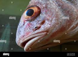 Image result for Aplodinotus grunniens
