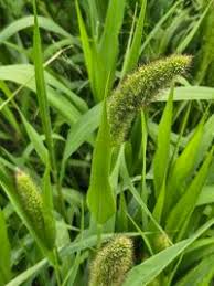 Attēlu rezultāti vaicājumam “Setaria italica”