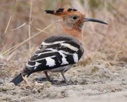 Attēlu rezultāti vaicājumam “Upupa epops adult”