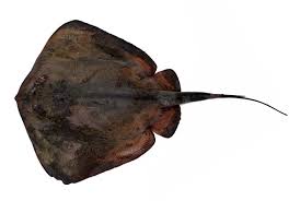 Image result for Dasyatis pastinaca