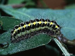 Attēlu rezultāti vaicājumam “Zygaena lonicerae larva”